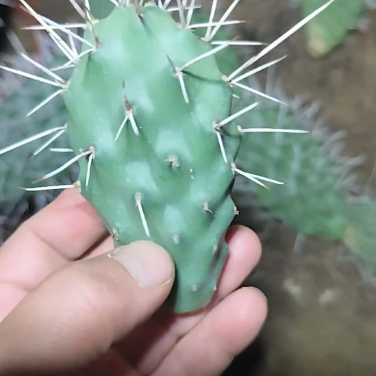 硫磺仙人掌无根叶片