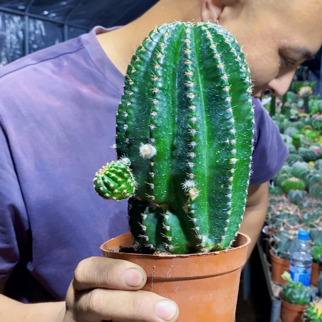 金刚11111111111个