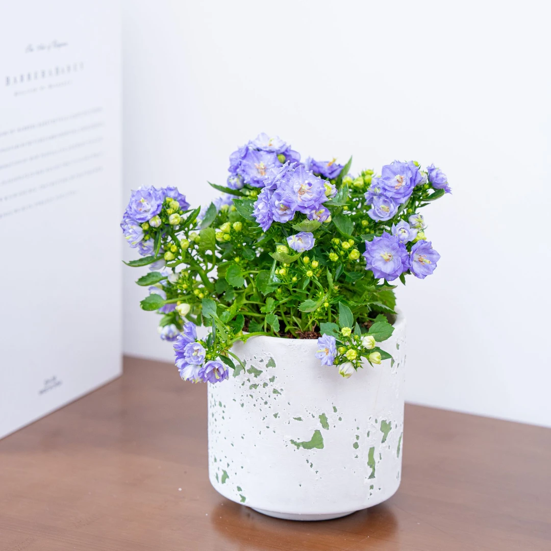 丹麦紫色风铃花带花苞室内好养盆栽