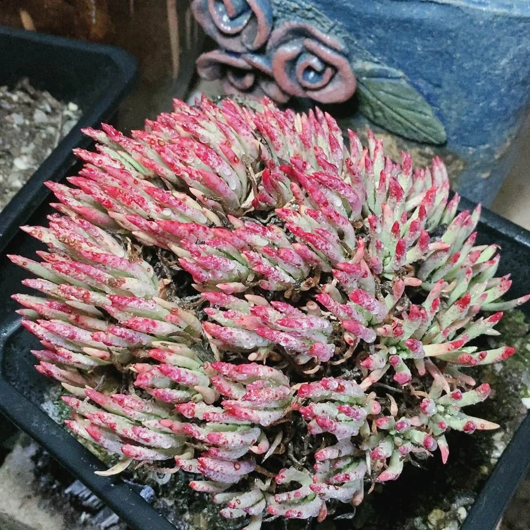 【闪购商品】哈哈哈维思辛达多肉2084