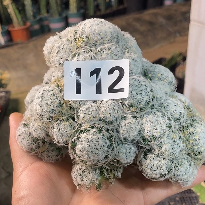 112杜威多头仙人球