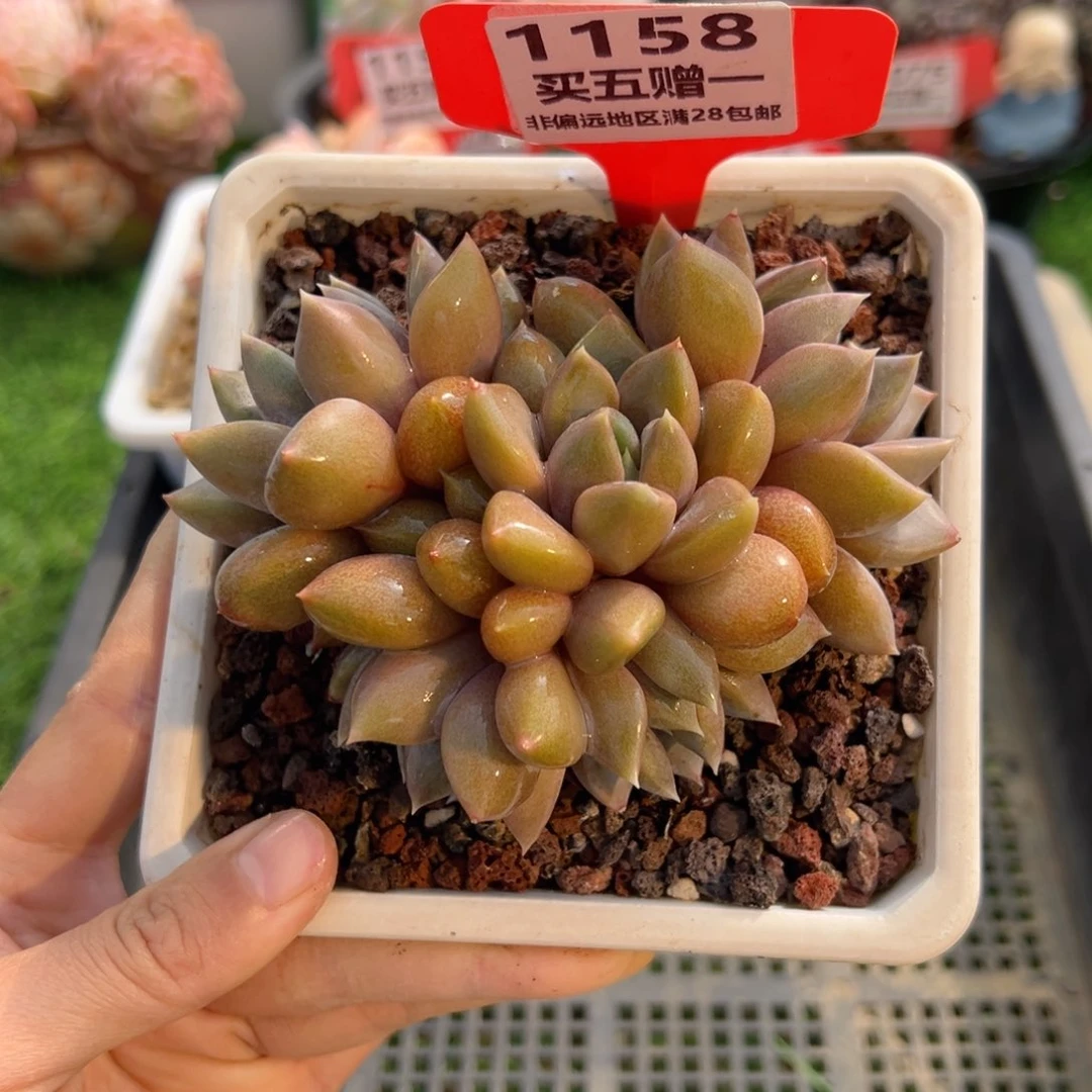 表妹精品多肉1158.