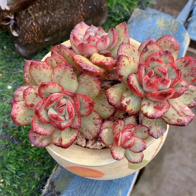 【闪购商品】兜***米多肉植物的