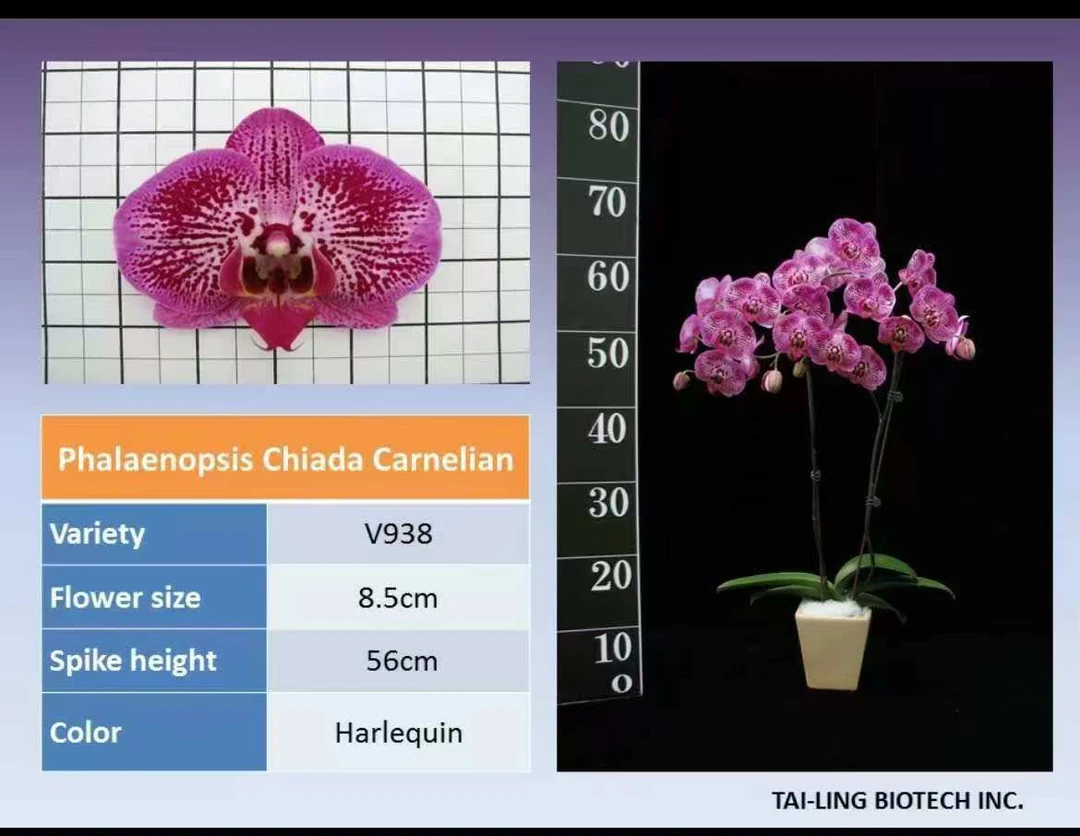 蝴蝶兰【进口V938】带花剑（无花）紫色斑点中大型花卉客厅兰花盆栽