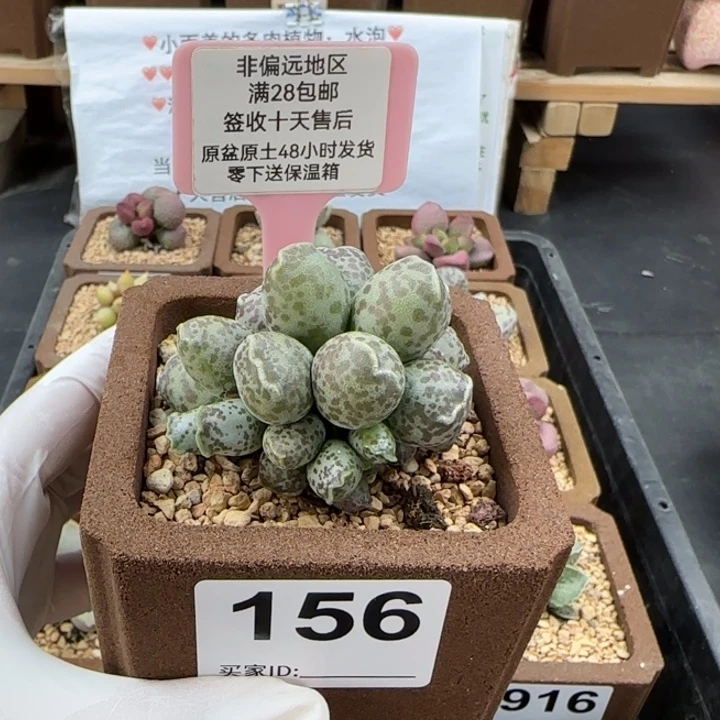 156达摩海豹多肉植物