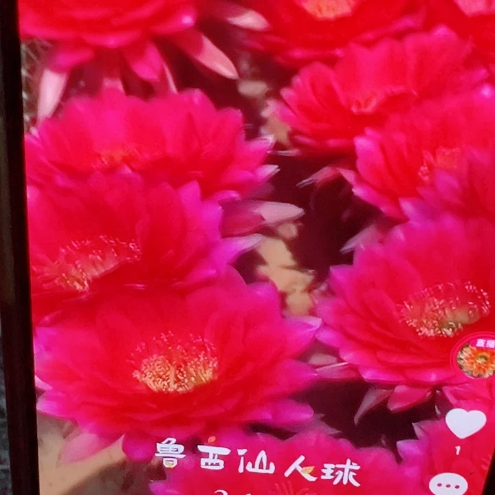 毛花柱 3-147 有根