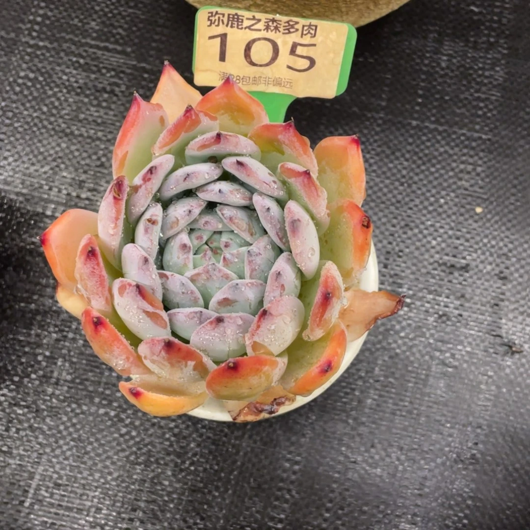 弥鹿之森一物一拍