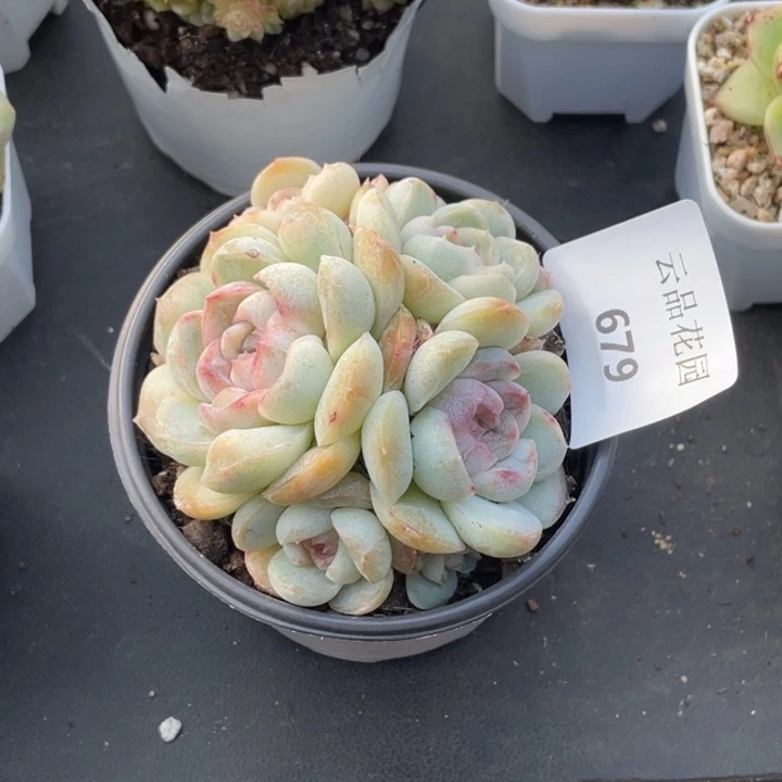 679号糖心冰心珍妮 玛奇朵