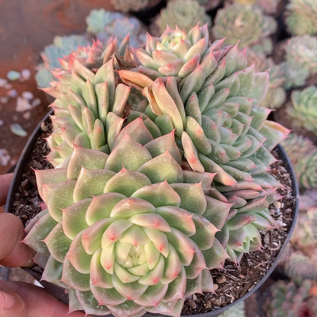 【闪购商品】云382号