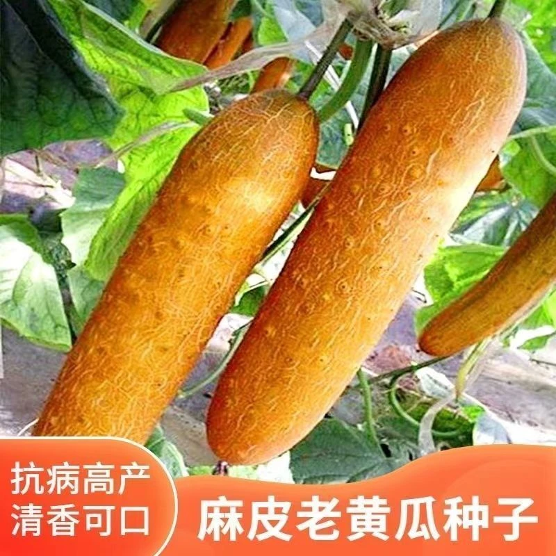 麻皮老黄瓜种子东北老黄瓜种子瓜果蔬菜粗壮麻纹果实可煲汤 拌菜