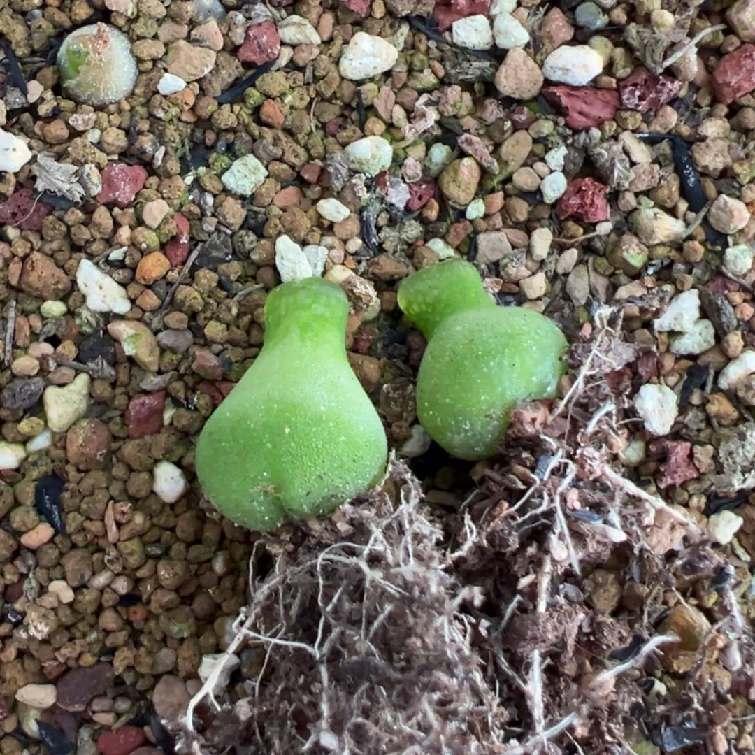 静***的专拍专拍 肉锥植物