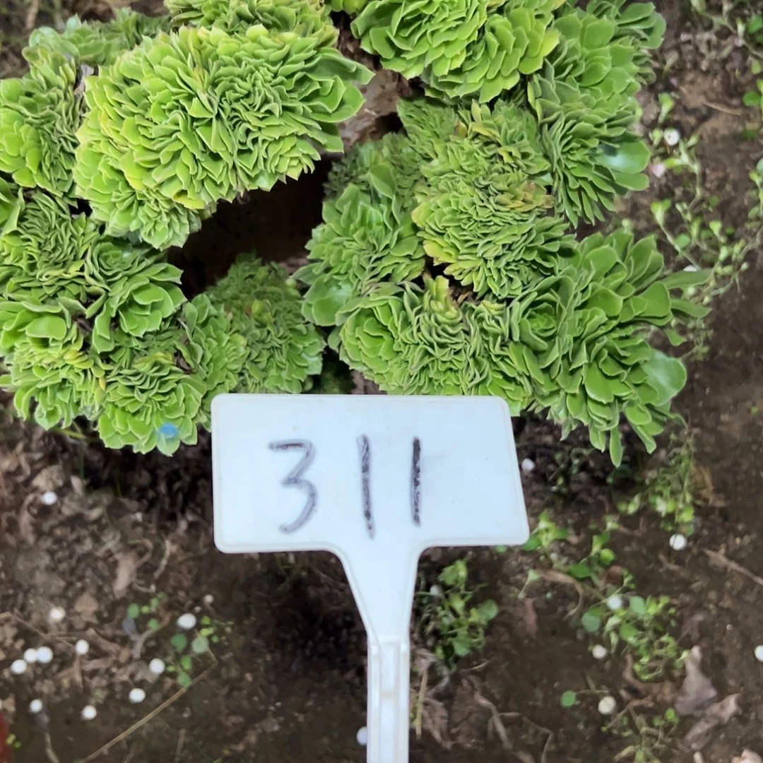 多肉植物绿羊绒缀花311小损