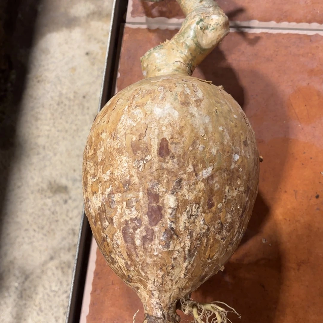 一*将索马里块根植物的