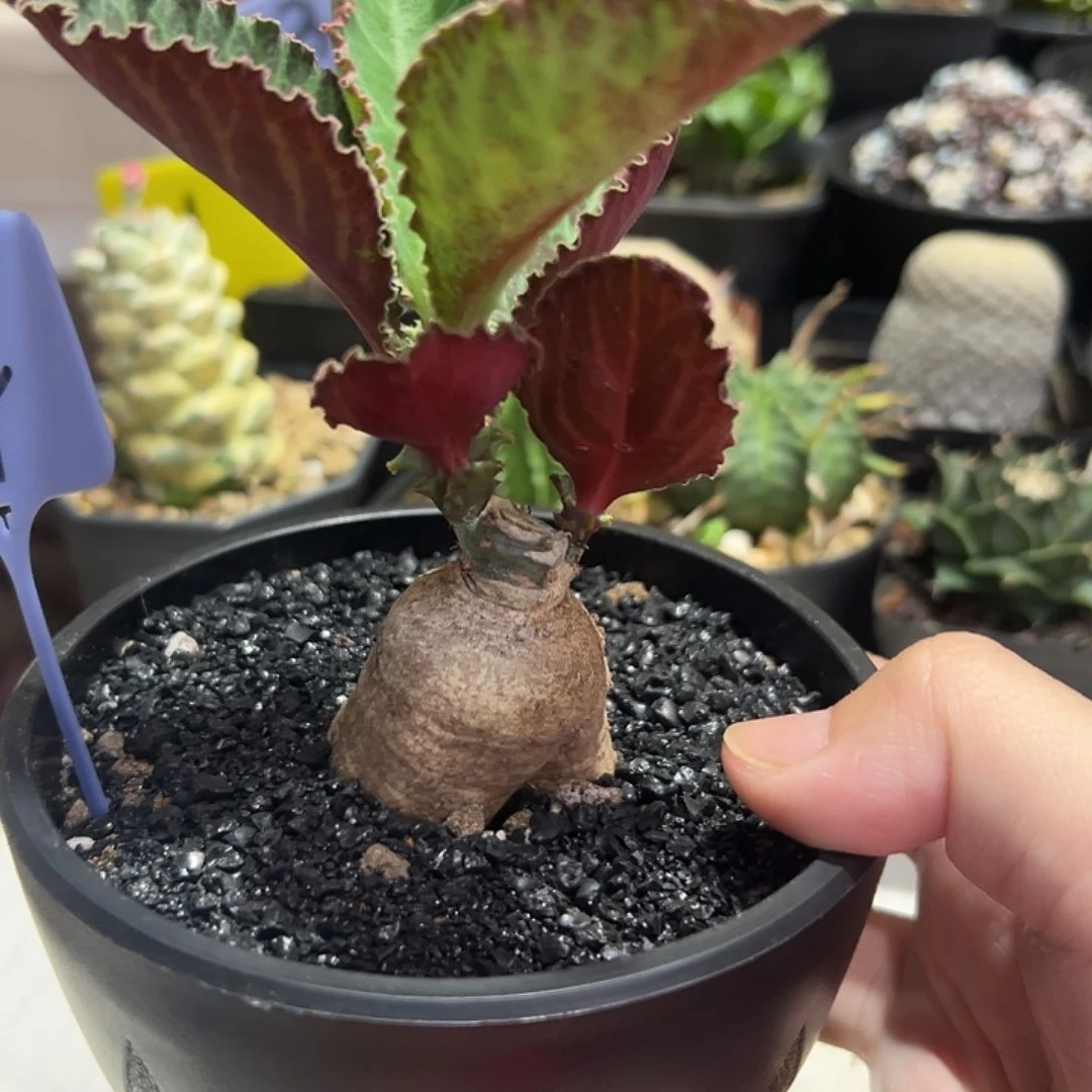 无花朵单腺麒麟锦带盆