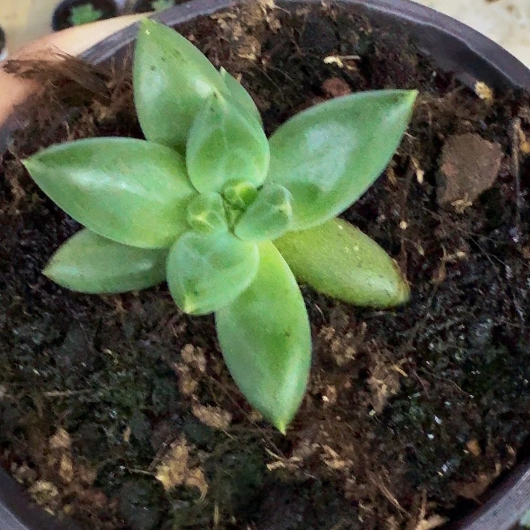 TTN 叶插 一物一拍