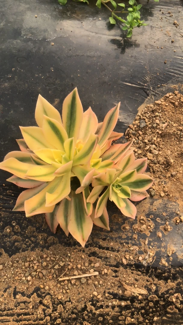枫叶多肉多肉植物