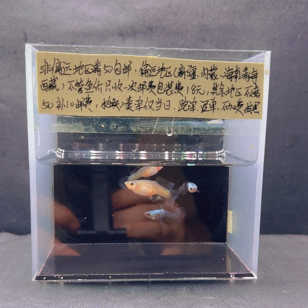 孔雀鱼熊猫孔雀鱼两对