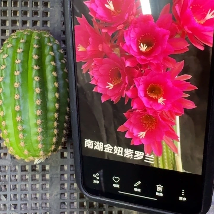 211金妞紫罗兰歪5公分左右无根侧牙，20包邮