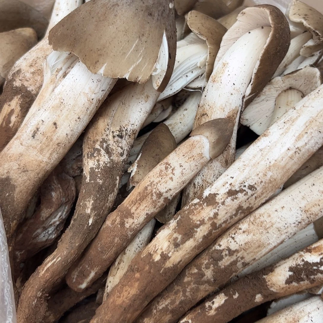 野生鸡棕菌中国大陆3.3斤338代购无售后