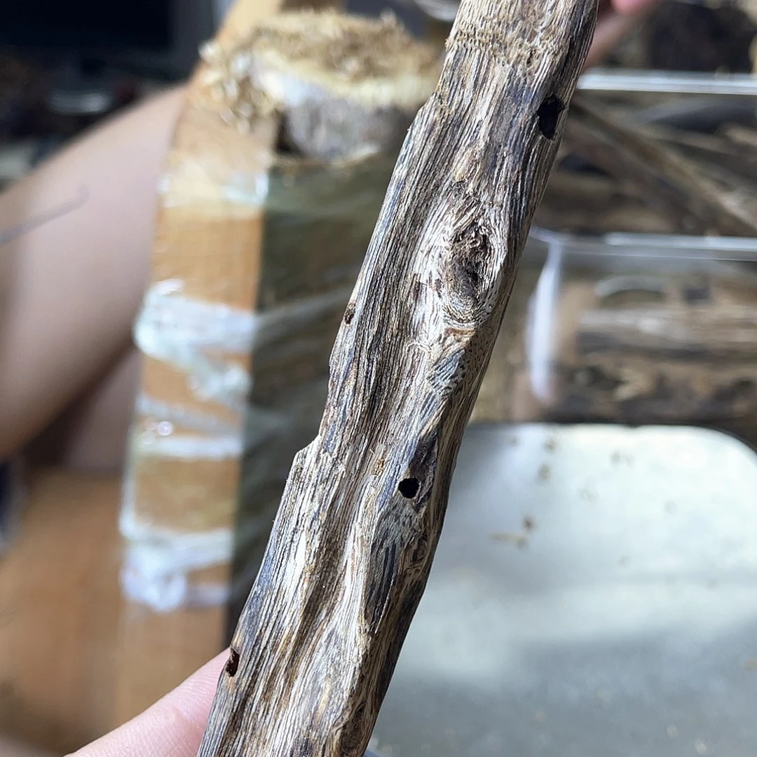 木绿奇楠原材料虫漏17克