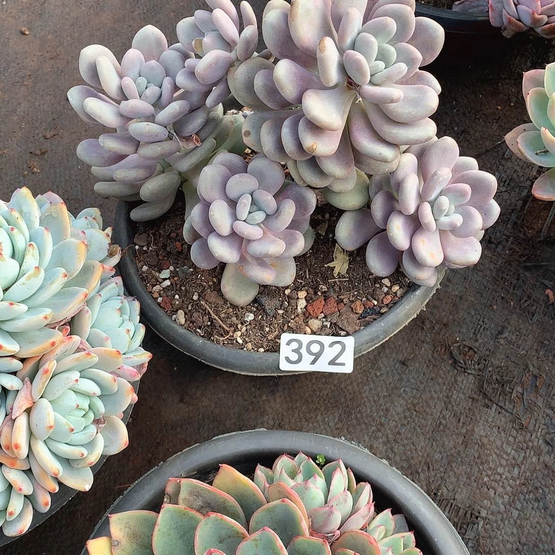 392月美人一物一拍多肉