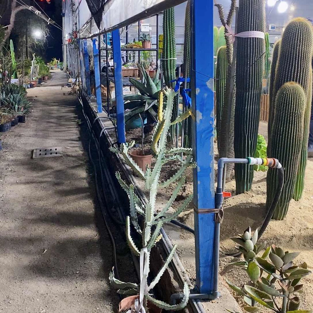 明**金白龙骨一颗