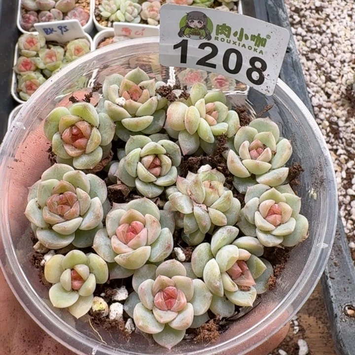 颖多肉植物多肉植物