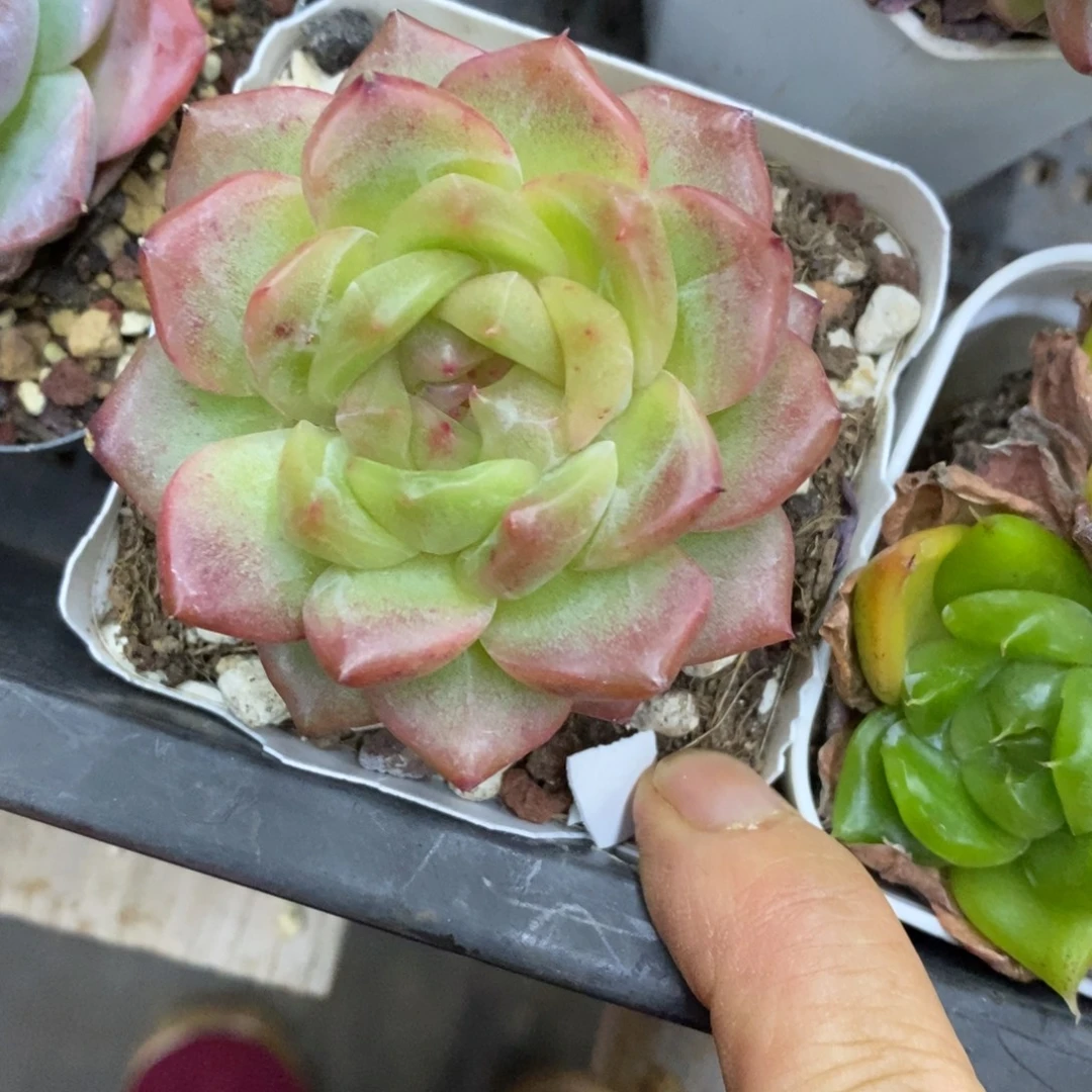精品多肉一物一拍不包整39