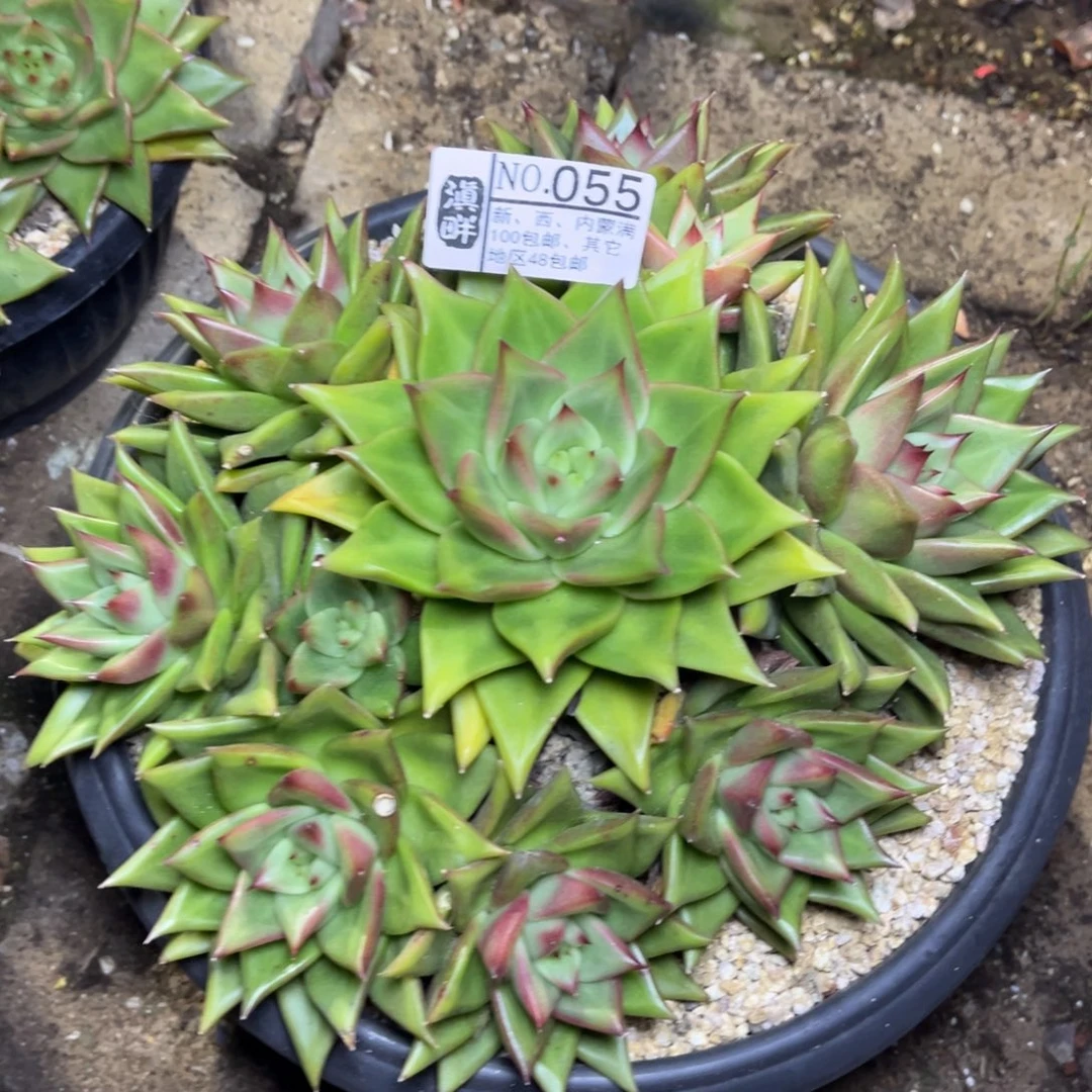 055………………………………黄金玛