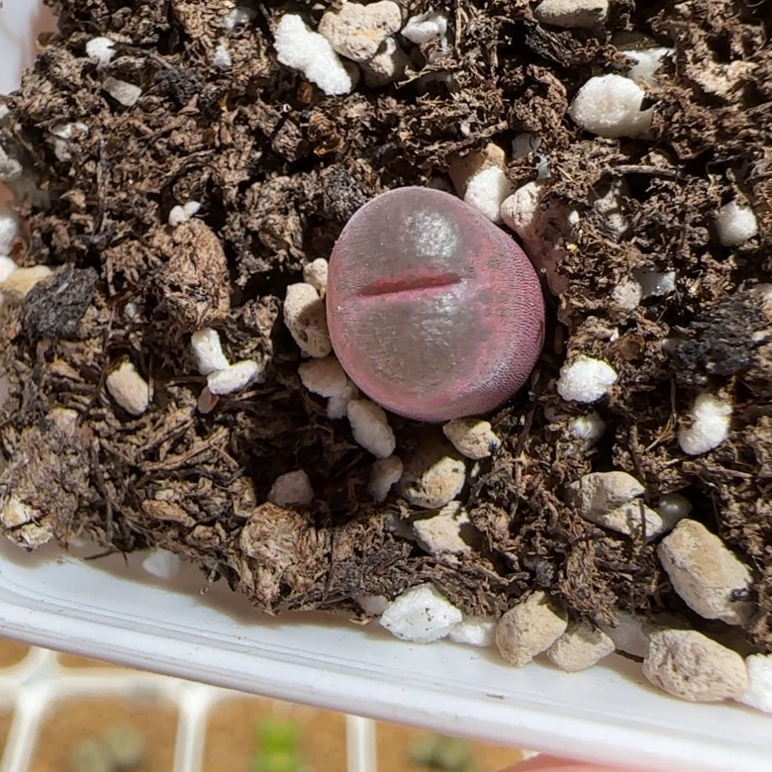 肉锥多肉植物组合-10km风铃662