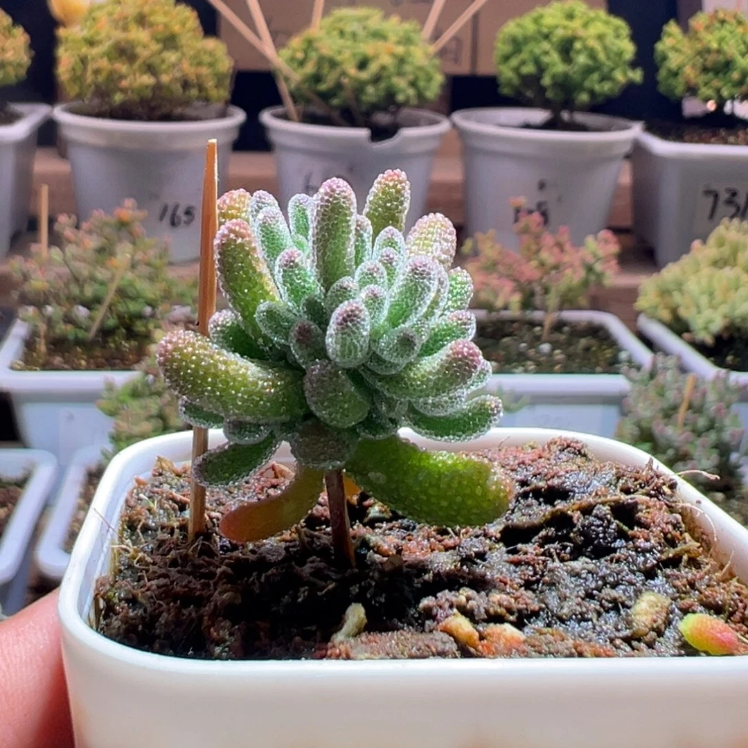 160冰晶一物一拍包开箱