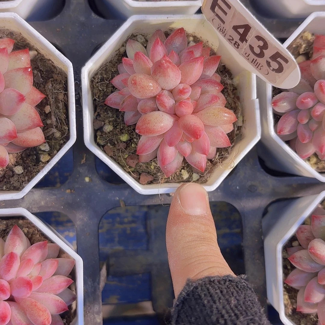 E435虞美人群一物一拍