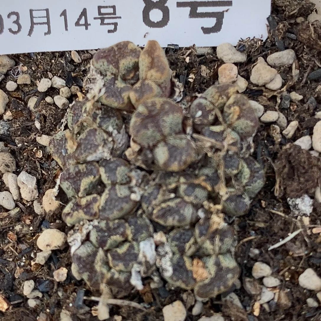 桃喜花园0314-8蝴蝶勋章