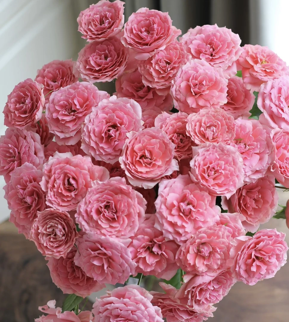 鲜花【粉啦啦队】同地址两单以上顺丰包邮送货上门+送配草1扎