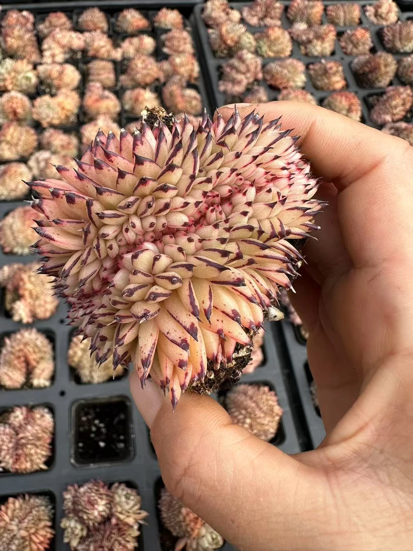 7#老虎斑可爱缀 前男友精品多肉