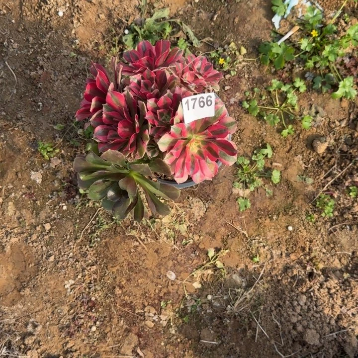 1766粉女巫清棚处理不包断枝