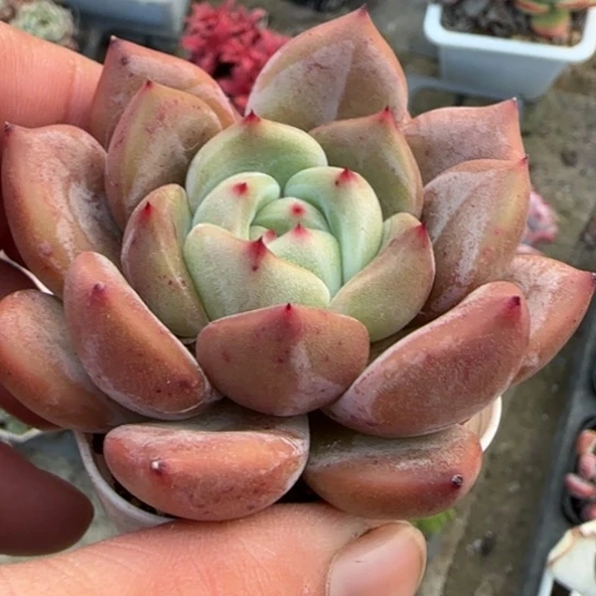 297夜魔侠多肉植物多