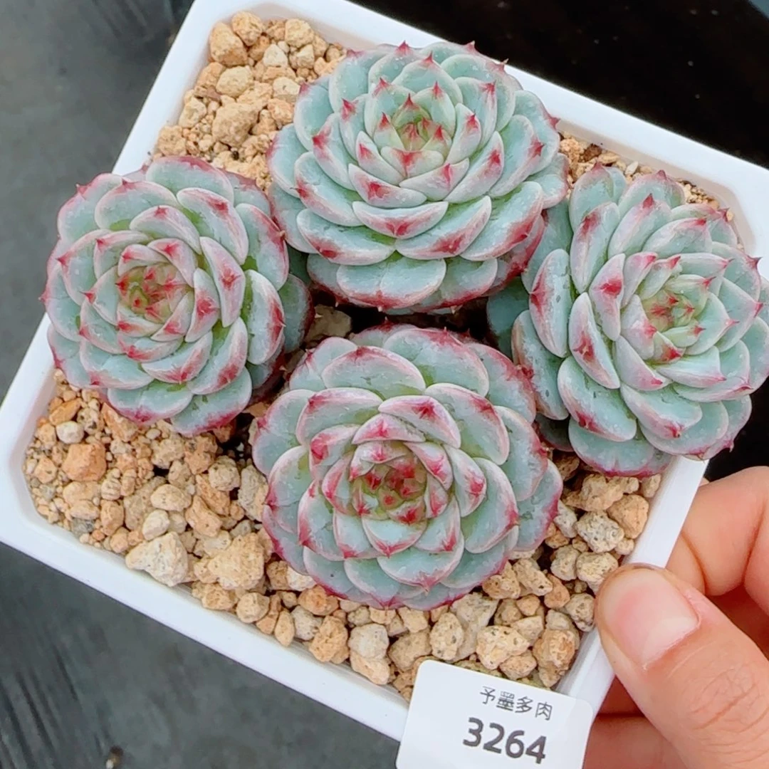 天鹅绒，3264多肉植物