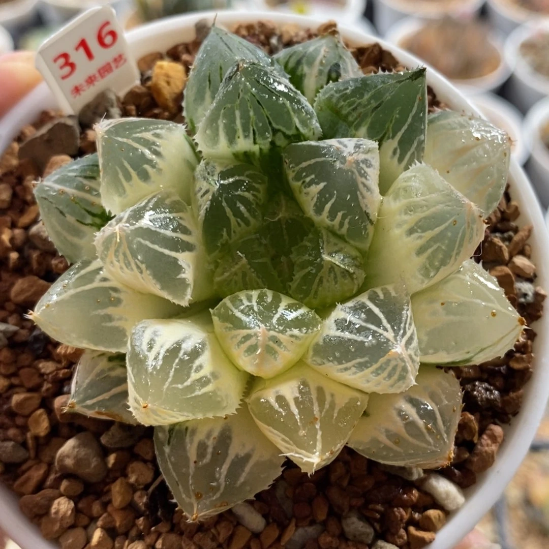 316楼兰玉露锦一物一图