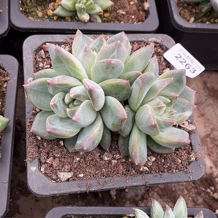 阿雅园艺。      2263