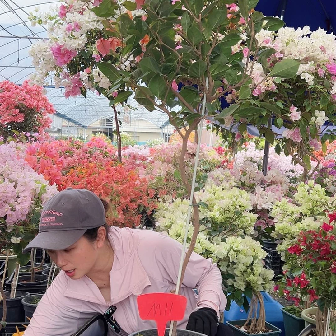 *****大部分花苞少量开放M11变色龙