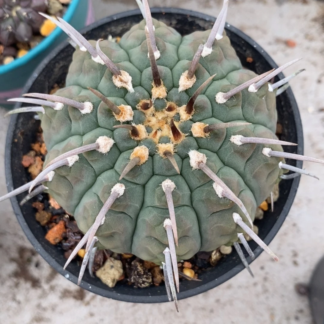 一本刺植播园艺优选
