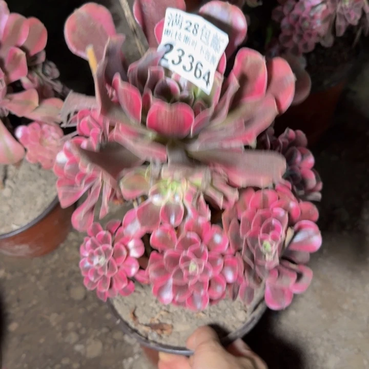 23364南美杜多植物花