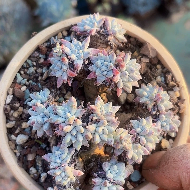 仙女杯多肉植物盆栽