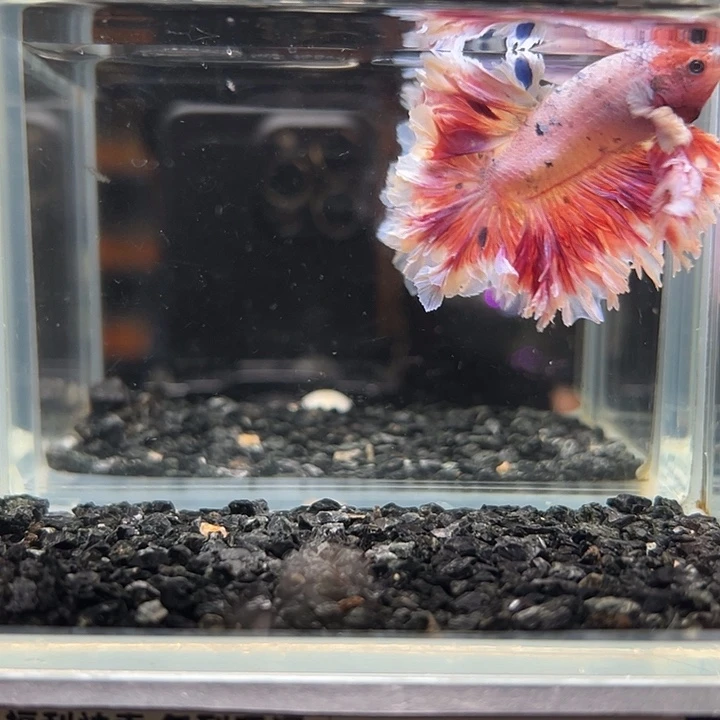 斗鱼跑单拉黑13日69