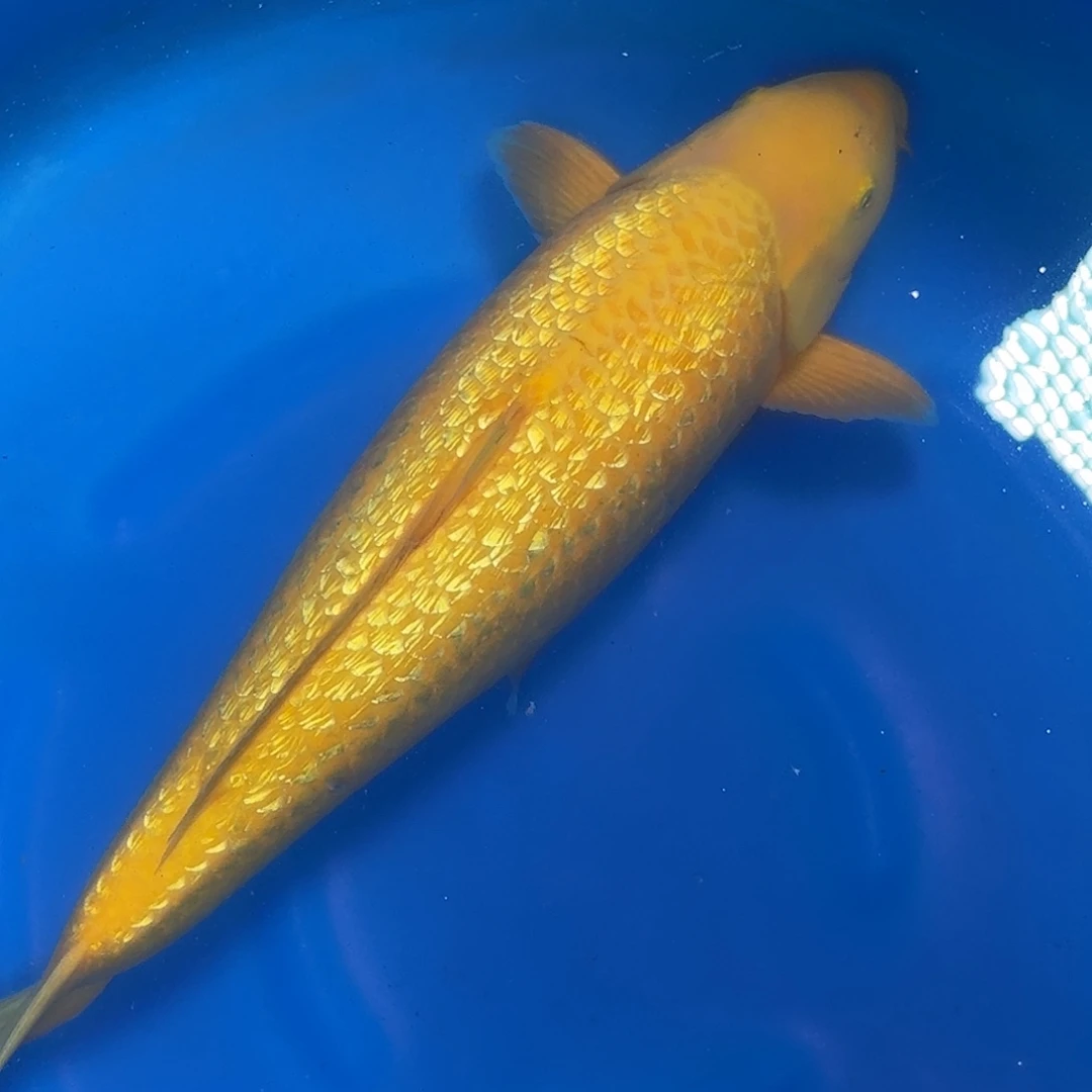 海水鱼爱鱼银麟介子