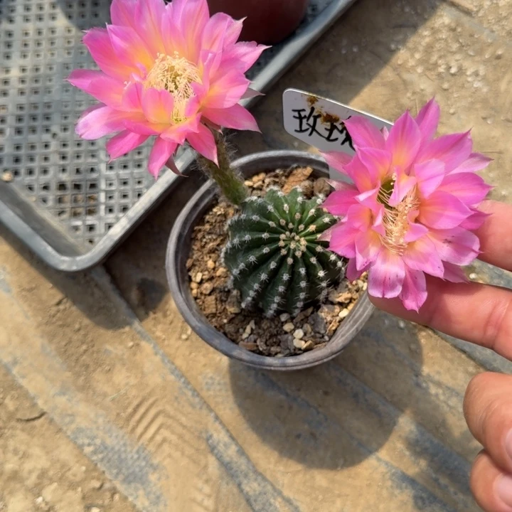 彩草玫瑰酿福利特价