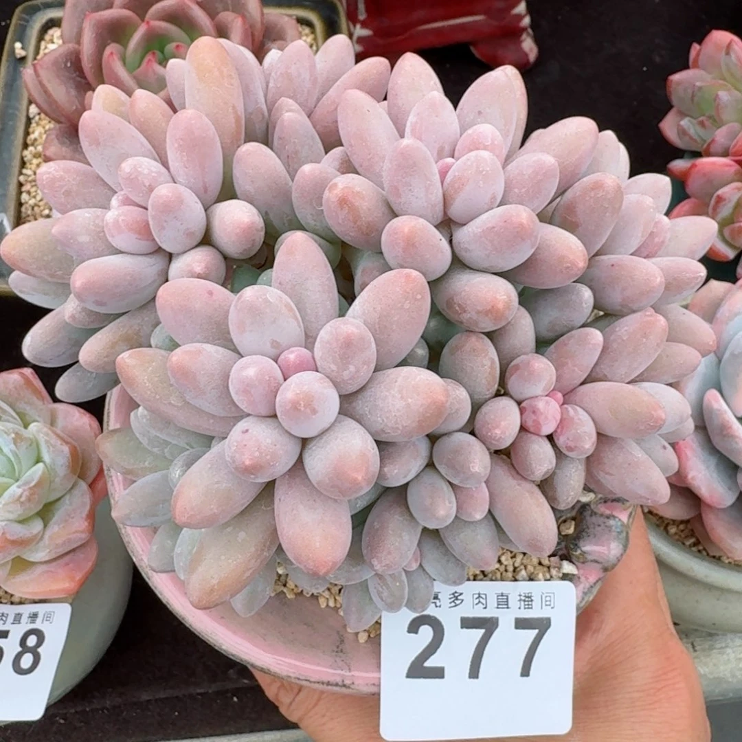 汤圆群生整装无砍