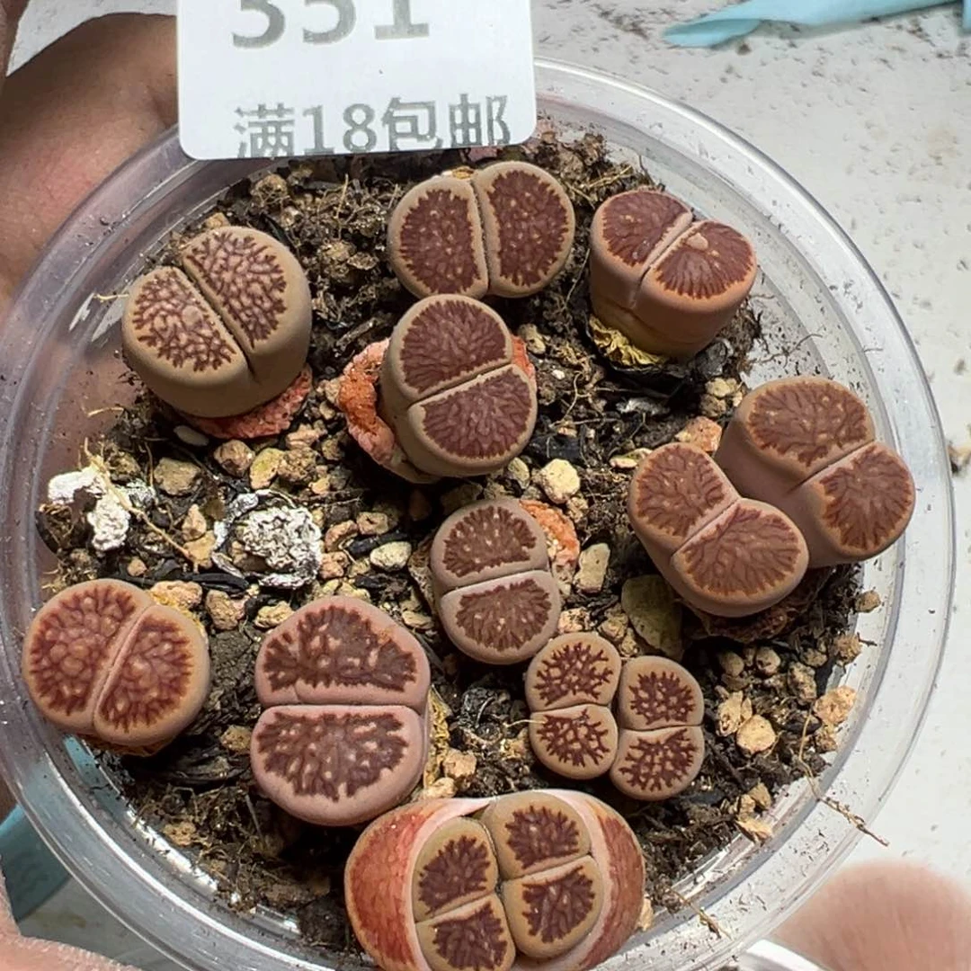 【闪购商品】 351。