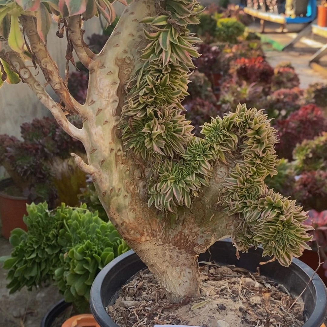 碧螺春变异c130所见即所得